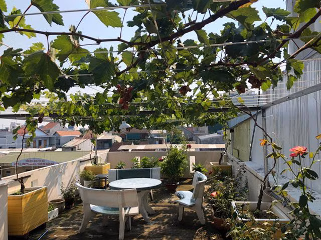 Bất ngờ với những vườn nho trên sân thượng sai trĩu quả - Hình 8 Bat ngo voi nhung vuon nho tren san thuong sai triu qua-Hinh-8