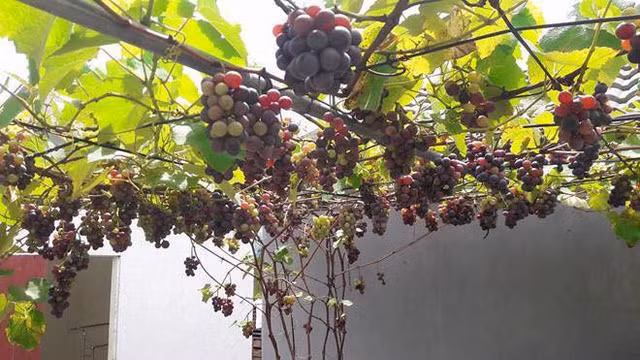 Bất ngờ với những vườn nho trên sân thượng sai trĩu quả - Hình 11 Bat ngo voi nhung vuon nho tren san thuong sai triu qua-Hinh-11