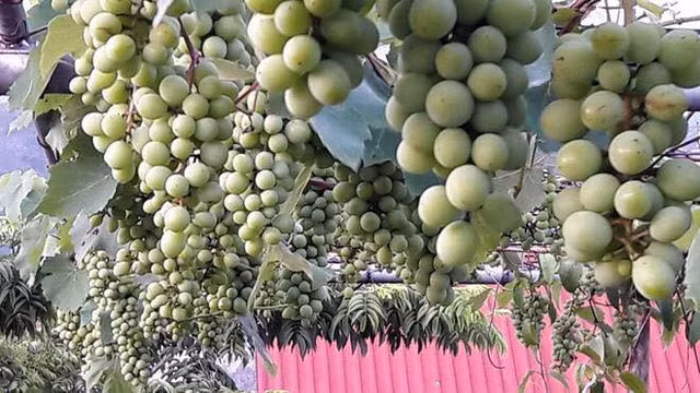 Bất ngờ với những vườn nho trên sân thượng sai trĩu quả - Hình 10 Bat ngo voi nhung vuon nho tren san thuong sai triu qua-Hinh-10