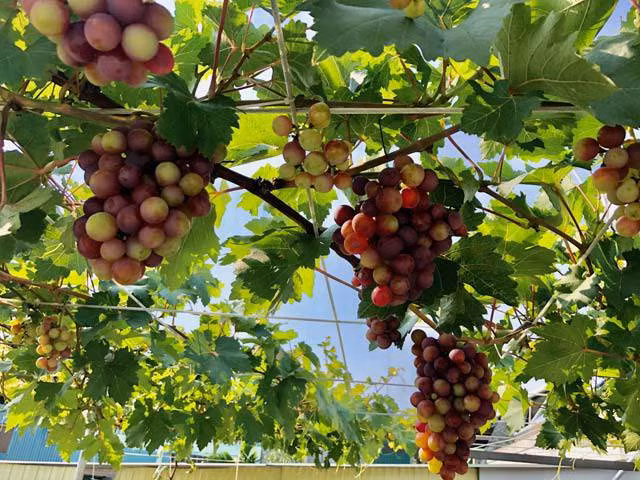 Bất ngờ với những vườn nho trên sân thượng sai trĩu quả - Hình 6 Bat ngo voi nhung vuon nho tren san thuong sai triu qua-Hinh-6
