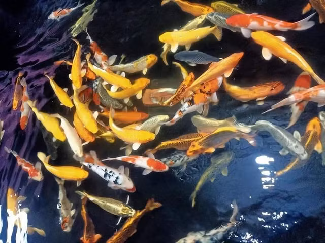 Dai gia Viet bo tien tan mua ca canh chi de ngam