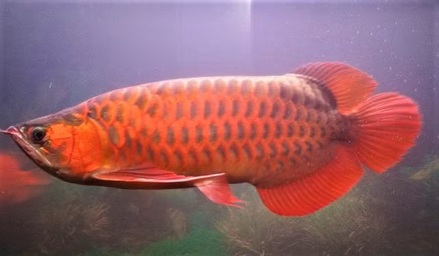 Dai gia Viet bo tien tan mua ca canh chi de ngam-Hinh-6