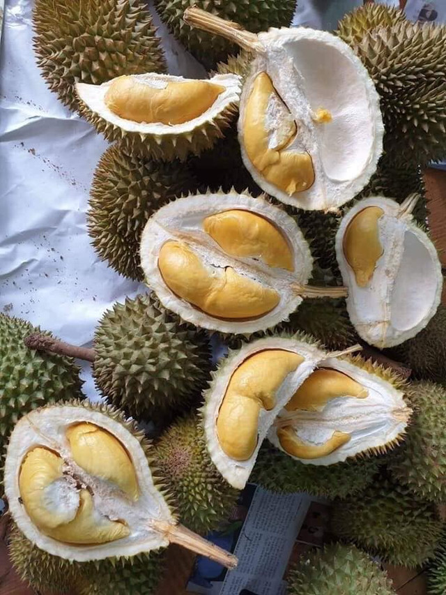 Sầu riêng mini Thái Lan hút khách vì tò mò - Hình 2 Sau rieng mini Thai Lan hut khach vi to mo-Hinh-2