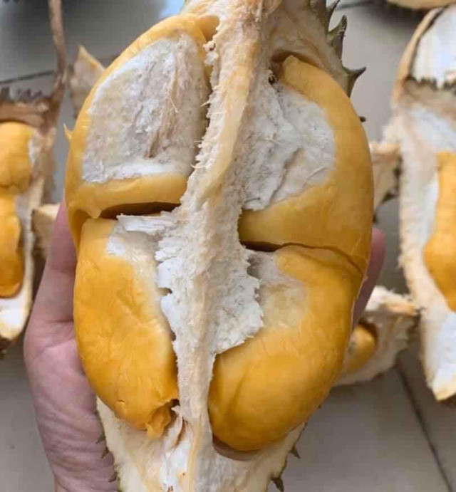 Sầu riêng mini Thái Lan hút khách vì tò mò - Hình 8 Sau rieng mini Thai Lan hut khach vi to mo-Hinh-8