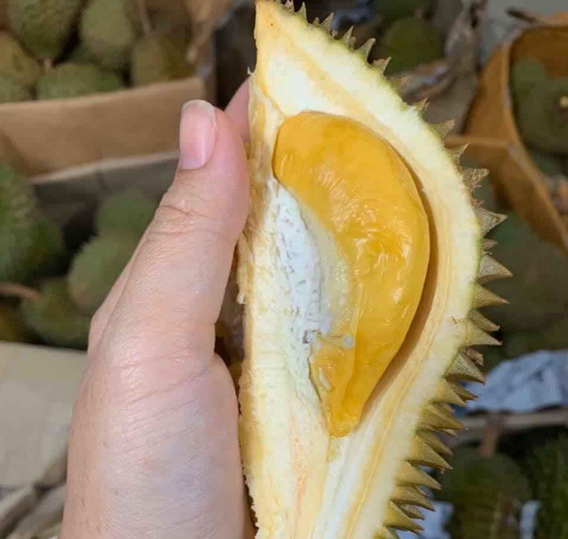 Sầu riêng mini Thái Lan hút khách vì tò mò - Hình 7 Sau rieng mini Thai Lan hut khach vi to mo-Hinh-7