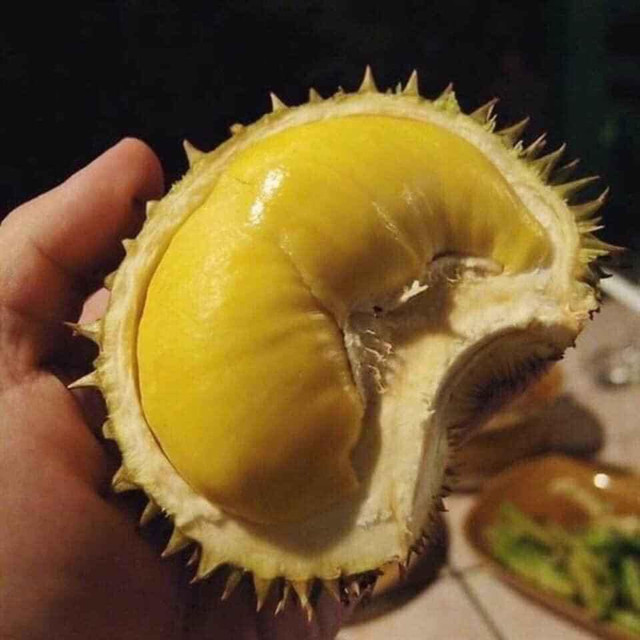 Sầu riêng mini Thái Lan hút khách vì tò mò Sau rieng mini Thai Lan hut khach vi to mo