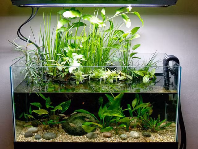 Giật mình thú chơi thủy sinh tốn kém để... "giảm căng thẳng" của nhà giàu Việt Giat minh thu choi thuy sinh ton kem de...