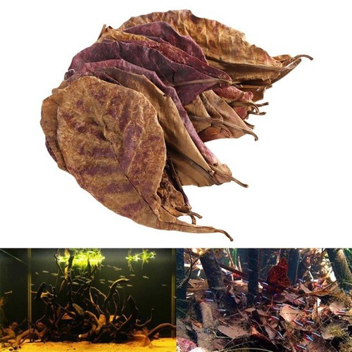 Bất ngờ lá bàng khô được rao bán lên tới nửa triệu/kg - Hình 6 Bat ngo la bang kho duoc rao ban len toi nua trieu/kg-Hinh-6