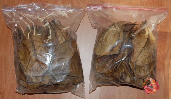 Bất ngờ lá bàng khô được rao bán lên tới nửa triệu/kg - Hình 5 Bat ngo la bang kho duoc rao ban len toi nua trieu/kg-Hinh-5