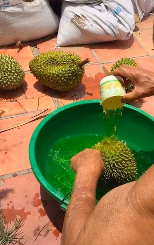 Day la diem phan biet sau rieng chin cay voi loai ngam thuoc