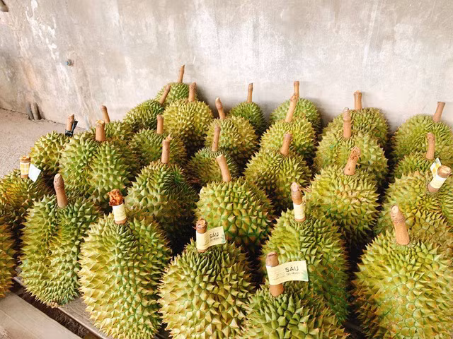 Day la diem phan biet sau rieng chin cay voi loai ngam thuoc-Hinh-3