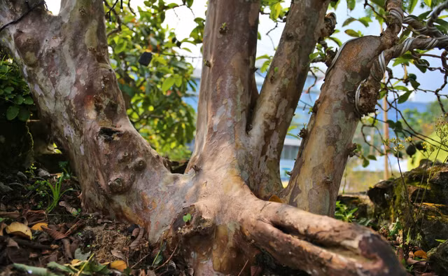 Oi bonsai doc nhat vo nhi gia tien ty khien dai gia Viet me man-Hinh-4