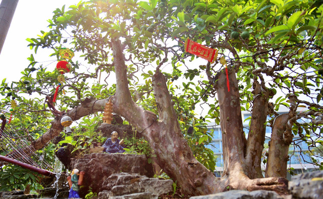 Oi bonsai doc nhat vo nhi gia tien ty khien dai gia Viet me man-Hinh-3