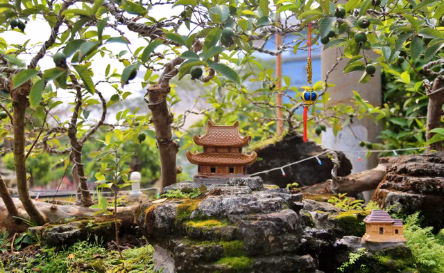 Oi bonsai doc nhat vo nhi gia tien ty khien dai gia Viet me man-Hinh-5
