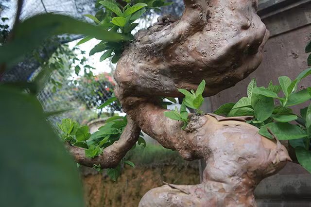 Oi bonsai doc nhat vo nhi gia tien ty khien dai gia Viet me man-Hinh-13