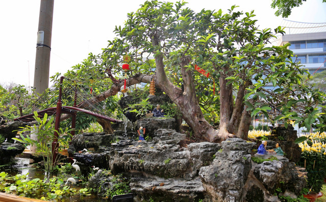 Ổi bonsai độc nhất vô nhị giá tiền tỷ khiến đại gia Việt mê mẩn Oi bonsai doc nhat vo nhi gia tien ty khien dai gia Viet me man