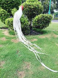 Cận cảnh những chú gà cảnh tuyệt đẹp của giới siêu giàu Việt - Hình 6 Can canh nhung chu ga canh tuyet dep cua gioi sieu giau Viet-Hinh-6