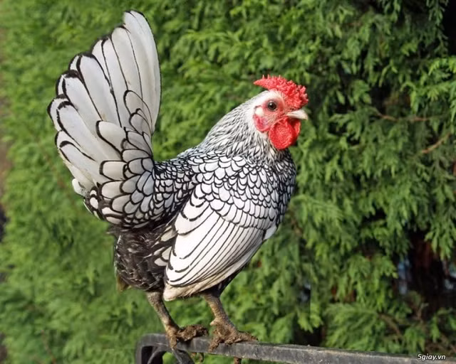 Can canh nhung chu ga canh tuyet dep cua gioi sieu giau Viet-Hinh-4