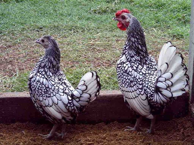 Cận cảnh những chú gà cảnh tuyệt đẹp của giới siêu giàu Việt - Hình 3 Can canh nhung chu ga canh tuyet dep cua gioi sieu giau Viet-Hinh-3