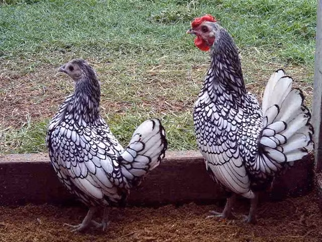 Can canh nhung chu ga canh tuyet dep cua gioi sieu giau Viet-Hinh-3