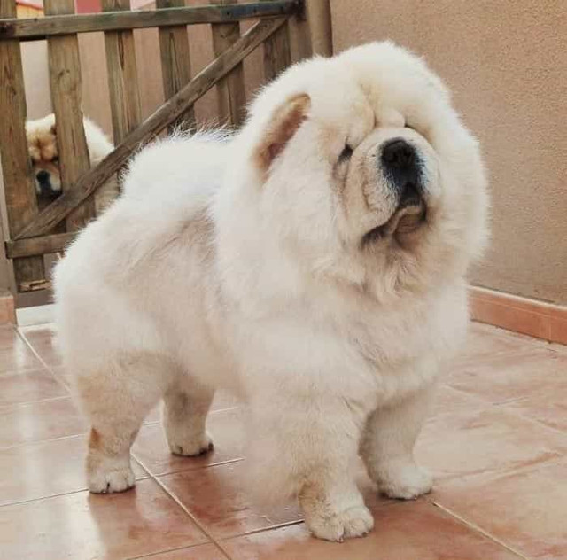 Dân chơi Việt chi tiền triệu mua thú cưng giống sư tử - Hình 4 Dan choi Viet chi tien trieu mua thu cung giong su tu-Hinh-4