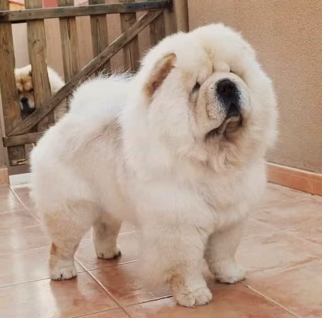 Dan choi Viet chi tien trieu mua thu cung giong su tu-Hinh-4