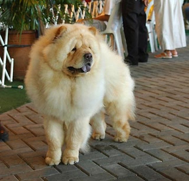 Dân chơi Việt chi tiền triệu mua thú cưng giống sư tử - Hình 6 Dan choi Viet chi tien trieu mua thu cung giong su tu-Hinh-6