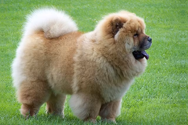 Dan choi Viet chi tien trieu mua thu cung giong su tu-Hinh-5