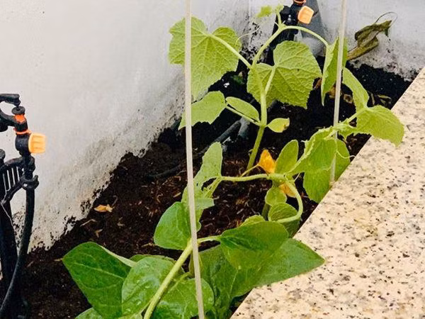 Da mat vuon rau thuy canh xanh tot tren san thuong nha sao Viet-Hinh-5