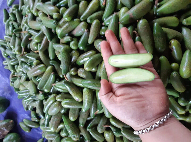 Bơ mini không hạt có gì đặc biệt mà 'cháy hàng' thường xuyên? Bo mini khong hat co gi dac biet ma 'chay hang' thuong xuyen?