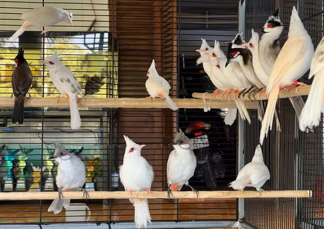 Dai gia Viet khong tiec tien cho thu choi chim canh-Hinh-8