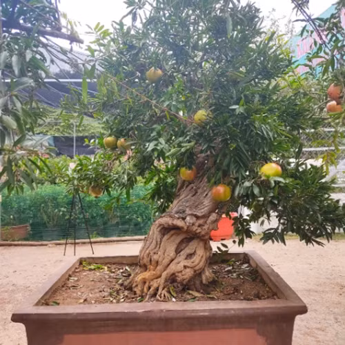 Ngam luu bonsai co thu 100 trieu khien dai gia me man-Hinh-2