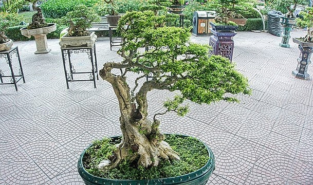 Ngắm mai chiếu thủy trăm tuổi, đại gia chỉ biết “ước“ Ngam mai chieu thuy tram tuoi, dai gia chi biet “uoc“