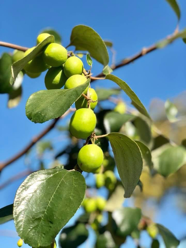 Vao tham nha vuon 2.000 m2 cua ca sy Bang Kieu o My-Hinh-9