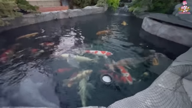 Vao tham nha vuon 2.000 m2 cua ca sy Bang Kieu o My-Hinh-10