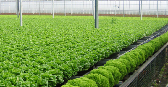 Thoái vốn tại Sky Life Farms, Sao Thái Dương chi 156 tỷ lập công ty con khác Thoai von tai Sky Life Farms, Sao Thai Duong chi 156 ty lap cong ty con khac