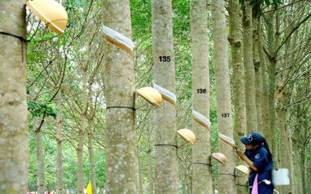 Tập đoàn Cao su 'vỡ' kế hoạch 2019, gia hạn niêm yết sàn HoSE Tap doan Cao su 'vo' ke hoach 2019, gia han niem yet san HoSE