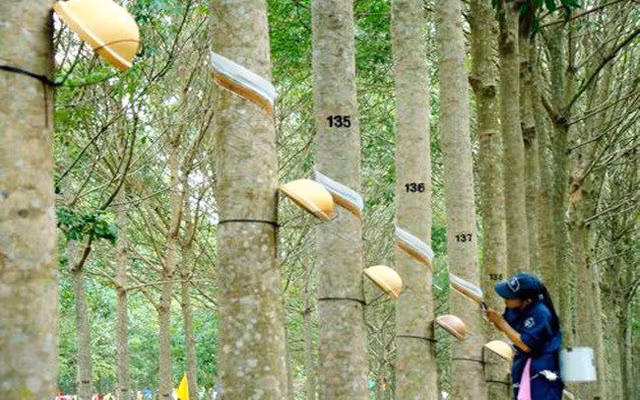 Tap doan Cao su 'vo' ke hoach 2019, gia han niem yet san HoSE