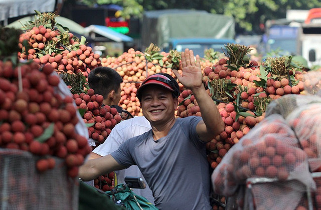 Nhờ vải thiều Lục Ngạn, bác nông dân này một phút lên tiên thành tỷ phú Nho vai thieu Luc Ngan, bac nong dan nay mot phut len tien thanh ty phu