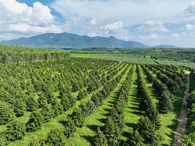 Đi xem vườn sầu riêng lớn nhất thế giới của ông Đoàn Nguyên Đức - Hình 3 Di xem vuon sau rieng lon nhat the gioi cua ong Doan Nguyen Duc-Hinh-3