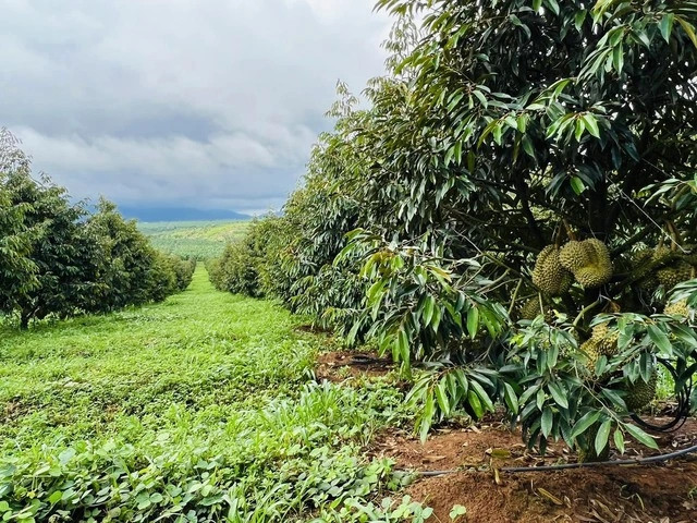 Đi xem vườn sầu riêng lớn nhất thế giới của ông Đoàn Nguyên Đức - Hình 5 Di xem vuon sau rieng lon nhat the gioi cua ong Doan Nguyen Duc-Hinh-5