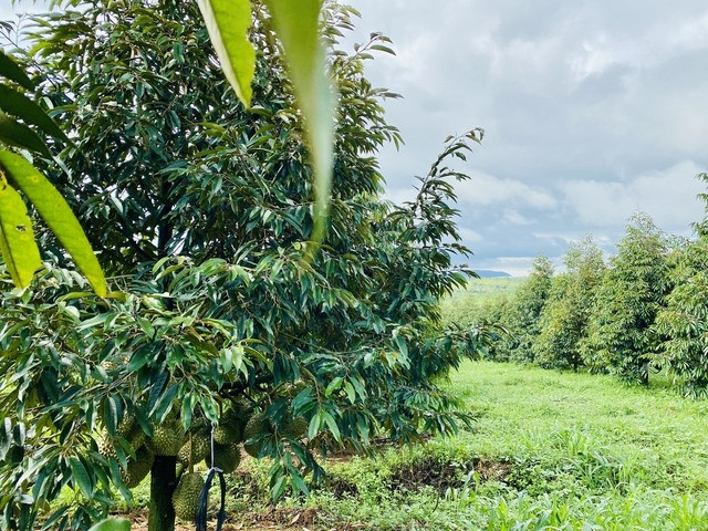 Đi xem vườn sầu riêng lớn nhất thế giới của ông Đoàn Nguyên Đức - Hình 6 Di xem vuon sau rieng lon nhat the gioi cua ong Doan Nguyen Duc-Hinh-6