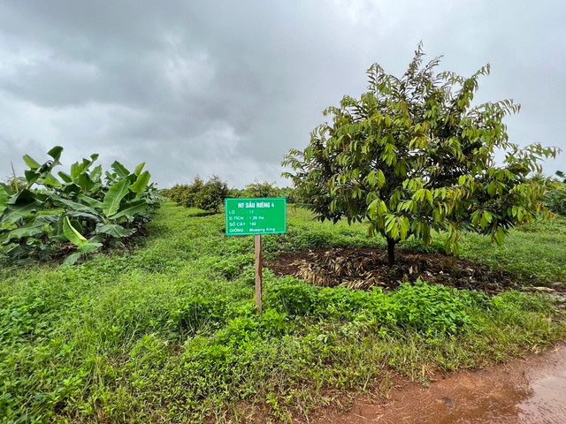 Đi xem vườn sầu riêng lớn nhất thế giới của ông Đoàn Nguyên Đức - Hình 8 Di xem vuon sau rieng lon nhat the gioi cua ong Doan Nguyen Duc-Hinh-8