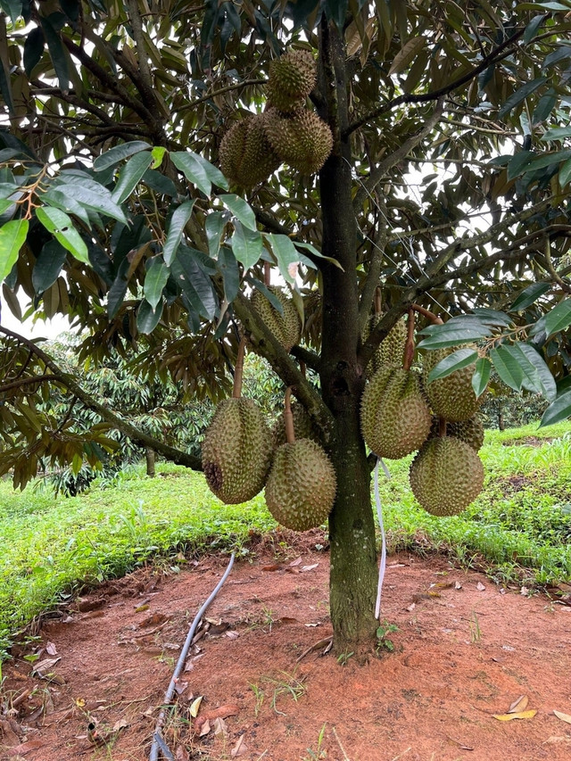 Đi xem vườn sầu riêng lớn nhất thế giới của ông Đoàn Nguyên Đức - Hình 7 Di xem vuon sau rieng lon nhat the gioi cua ong Doan Nguyen Duc-Hinh-7