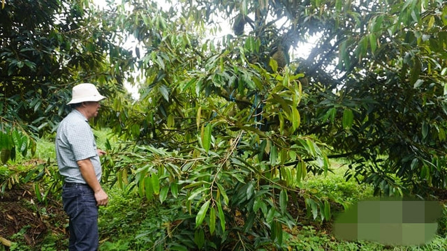 Đi xem vườn sầu riêng lớn nhất thế giới của ông Đoàn Nguyên Đức - Hình 2 Di xem vuon sau rieng lon nhat the gioi cua ong Doan Nguyen Duc-Hinh-2