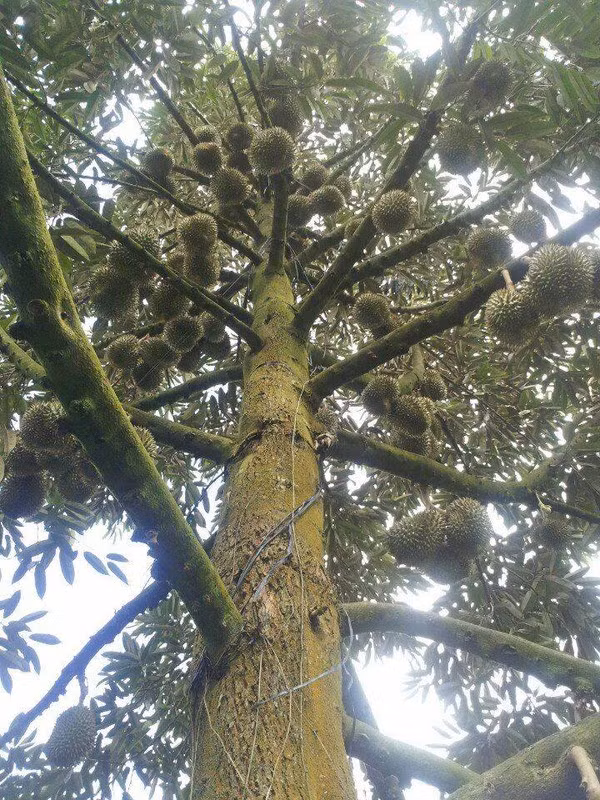 Ngam cay sau rieng cho trai moc chi chit tu goc cho toi ngon-Hinh-10