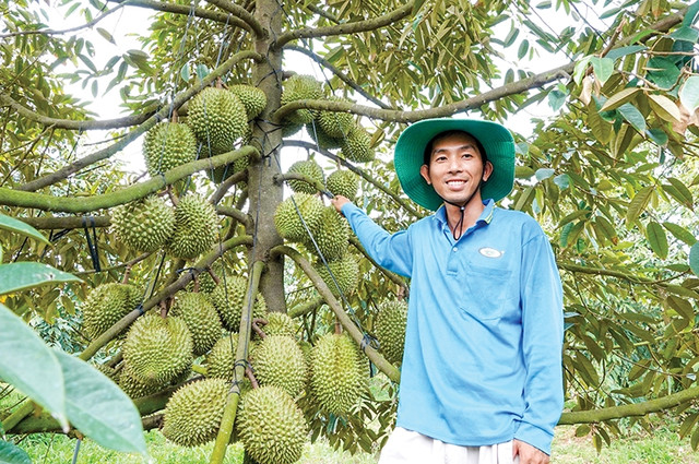 Ngam cay sau rieng cho trai moc chi chit tu goc cho toi ngon-Hinh-7