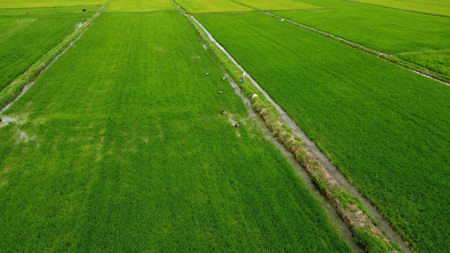 Nong dan kha len nho loai cay dai nay-Hinh-10
