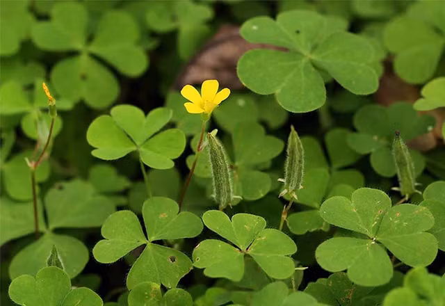 Nong dan kha len nho loai cay dai nay-Hinh-2