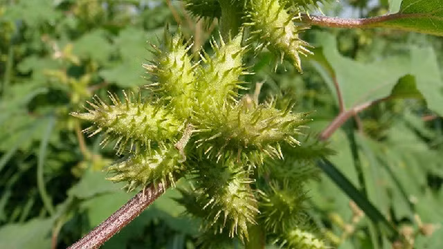 3 cay dai xuat ra nuoc ngoai dat hang, con trong nuoc moc hoang-Hinh-2
